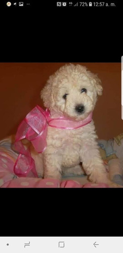 Cachorros Caniche Mini Toy