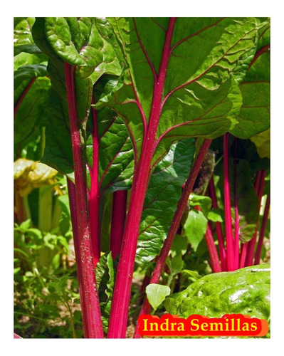 Acelga Penca Roja Semillas Organicas Linea Premiun