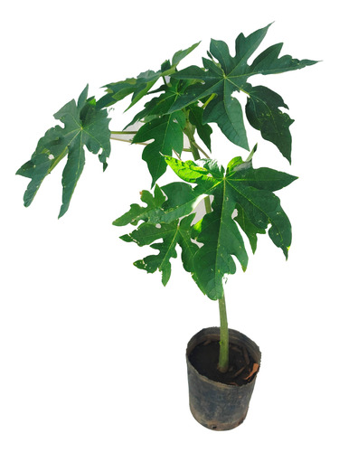 Árbol Papaya 3l Frutal Greenonline Vivero