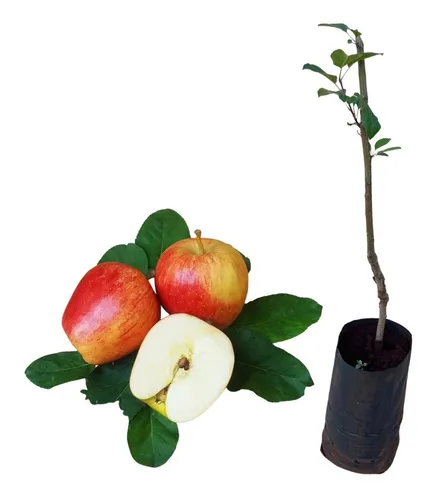 comprar Muda De Maça Ana Enxertada - Ideal Para Produzir Em Vasos