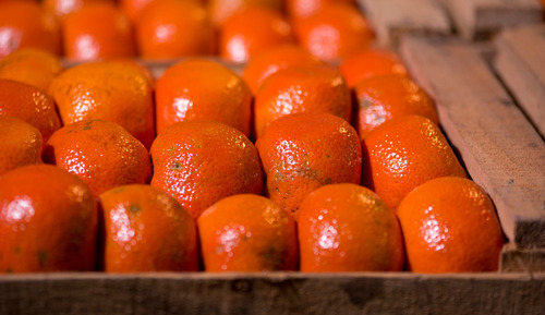 Semillas Mandarina Encore (15)