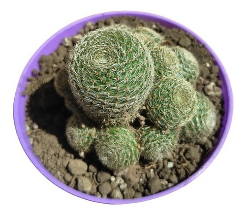 Rebutia Sunrise, Maceta 9, Cactus. Suculenta