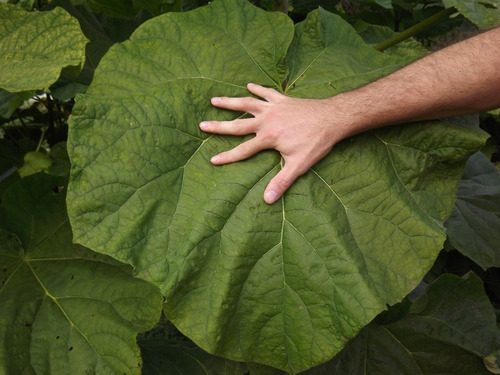 Imagem 2 de 6 de 50 Sementes De Kiri Japonês - Paulownia Elongata Árvore
