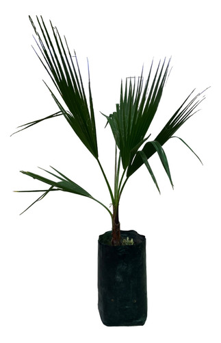 Palmera Washingtonia