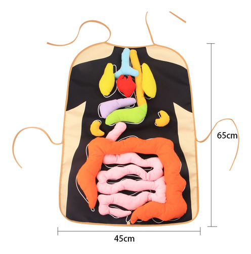 Delantal Mandil Anatomía Juguete Didáctico Ciencia Escolar