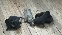 Comprar Cachorros De Gran Danes