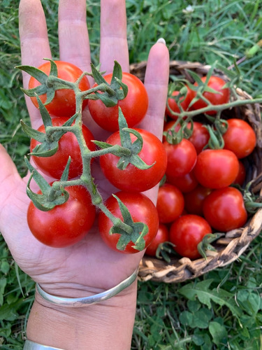 Semillas De Tomate Cherry Rojo Cereza