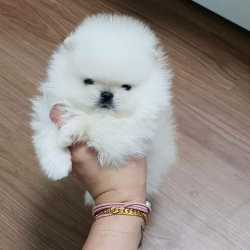 Spitz Alemão Anão