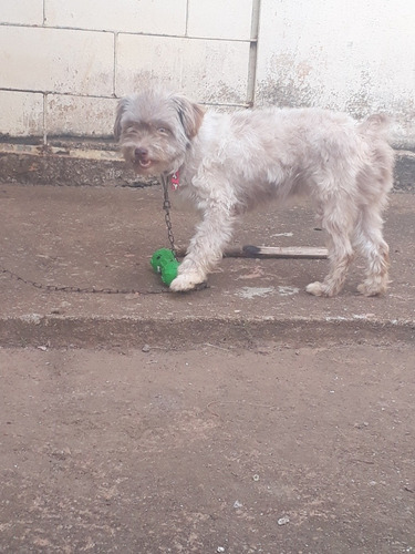 Vendo: Uma Cachorro Fêmeas Adetrantrada