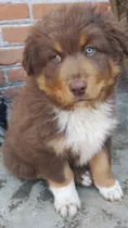 Comprar Hermoso Cachorro Pastor Ovejero Australiano Aussie