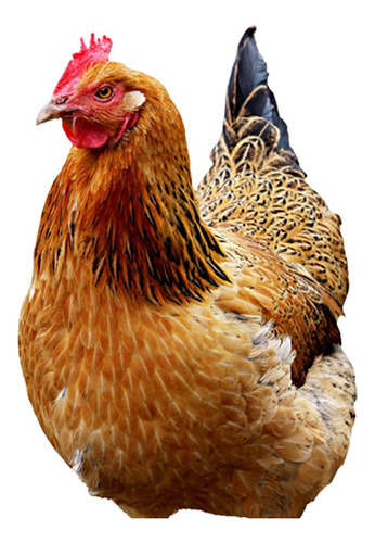 Estatua De Gallina, Estaca De Jardín, 33x15,2x0,1 Cm