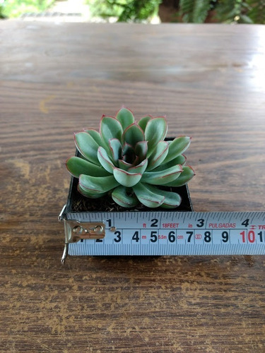 Echeveria Pulidonis 30 Pzas 3 Pulg. Envio Gratis