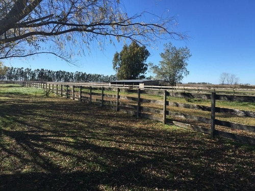 Excelente Campo En Roque Perez