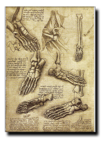 Cuadro Acrilico Boceto Anatomía Huesos 60x40 N