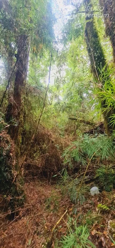 Parcela En Venta En Sector El Palomar , Ancud