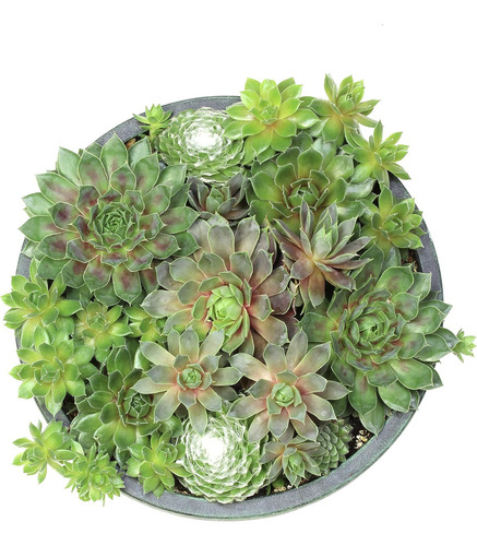 Cuenco De Maceta Sempervivum Vivo, Plantas Suculentas Semper
