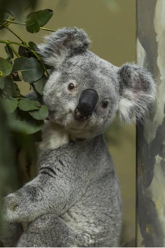 Cuadro 60x90cm Koala Animal Salvaje Naturaleza Hermoso M1