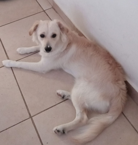 Félix, Cachorro Pseudo Golden ( Pero Mas Chiquito) , Un Sol