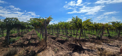 Venta Finca El Carrizal