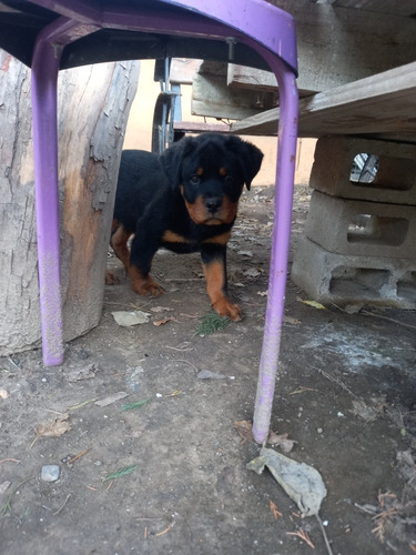 Rottweiler Aleman Padres Puros Alemanes