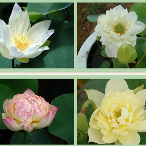 10 Unid Sem Planta Acuática De Flor Loto Sagrado Hidropónica