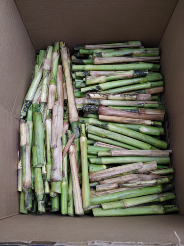 5 Kg Semilla Pasto Cuba 22 (esquejes)