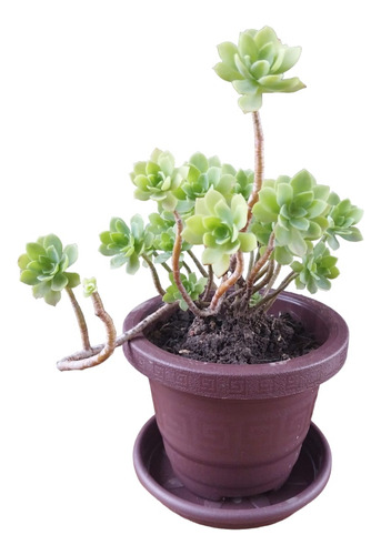 Planta Sedum Palmeri