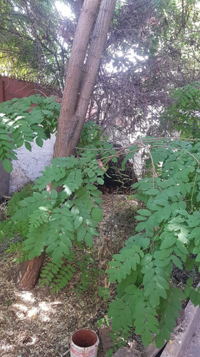 Excelente Propiedad En Venta Comuna El Bosque