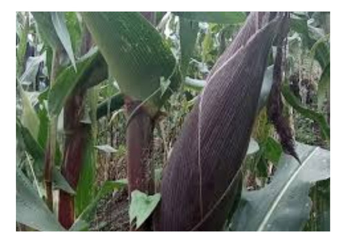 Semente De Milho Crioulo Orgânico Sabugo Roxo 1.500 Sementes