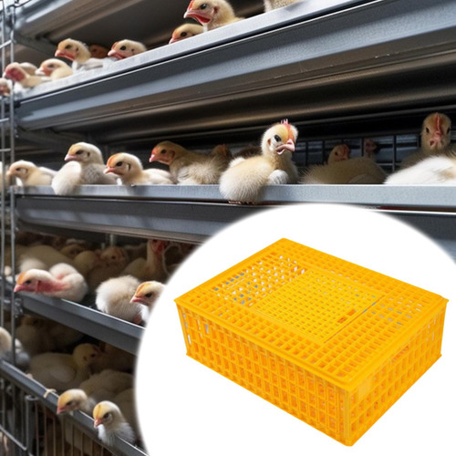 De Transporte De Aves De Corral, Hábitat De Aves Amarillo