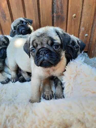 Pug Carlinos Apricot Listos Para Entregar H Y M