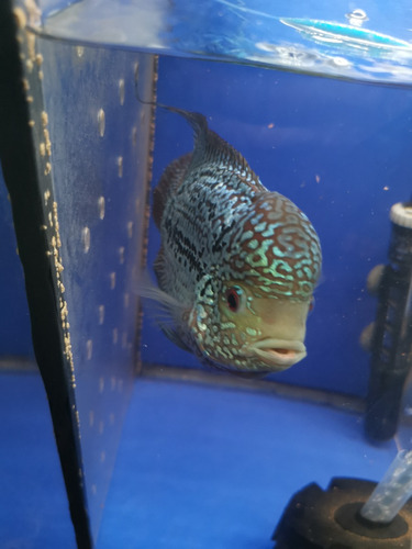  Flowerhorn Kamfa Macho 18 Cm