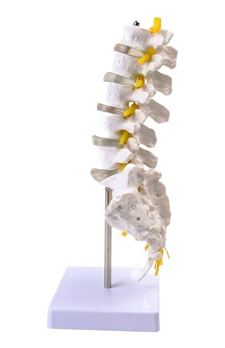 Columna Vertebral Humana Columna Lumbar