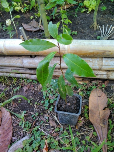 Imagen 6 de 6 de Plantines De Árboles