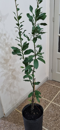 Planta De Laurel Comestible. Envase 12 Litros