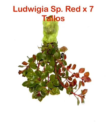 Ludwigia Sp. Red, Planta Acuática X 7 Tallos