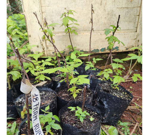 Plantin Frambuesa Ruby