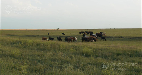 Campo En Arrendamiento - Artigas