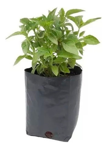 Semillas Albahaca Lidl Planta