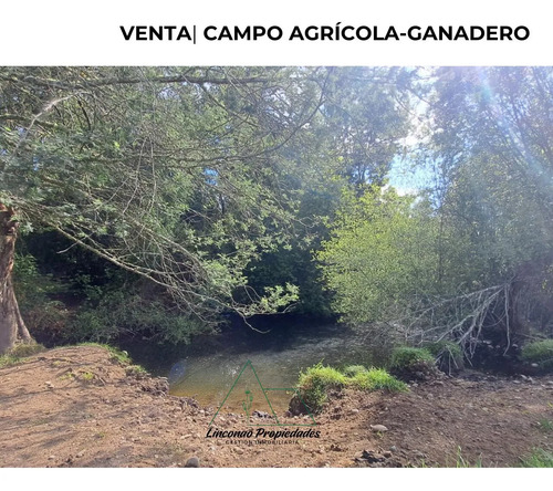 Oportunidad Campo 52 Ha En Freire Con Gran Proyeccion