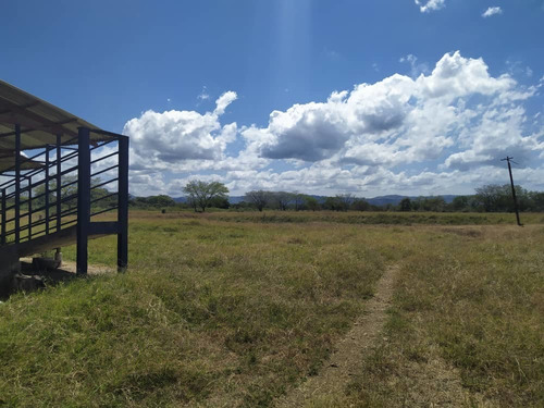 Imagen 6 de 20 de Granja De Gallinas Ponedoras Valencia Edo Carabobo