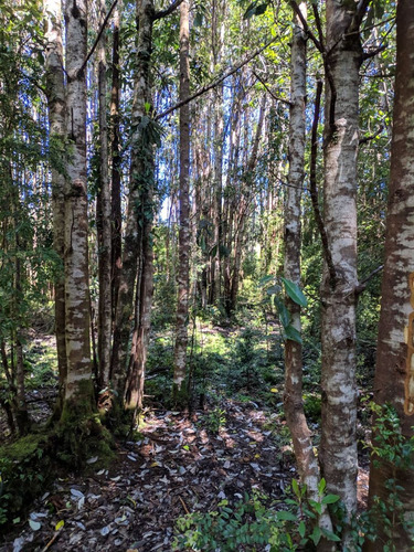 Terreno En Venta En Cisnes