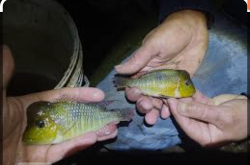 Pez Gymnogeophagus Australis X Casal 