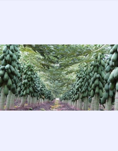 1500 Semillas De Papaya Maradol