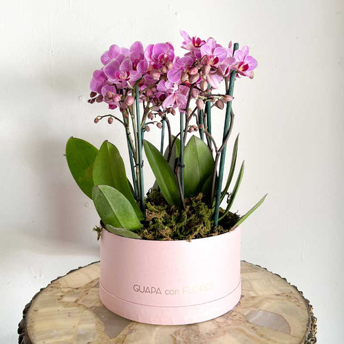 Planta Orquidea Rara, Variedad A Elegir