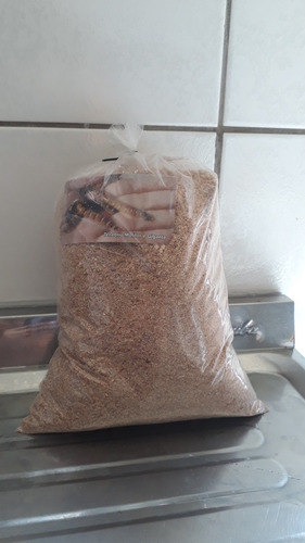 Imagem 4 de 7 de 400 Larvas Gigantes + 1kg Substrato Cotia Sp