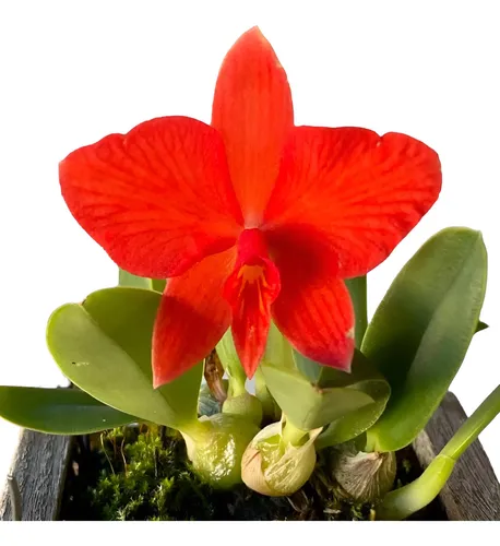 Orquídeas Sophronitis Adulta Laranja Avermelhado No Toquinho
