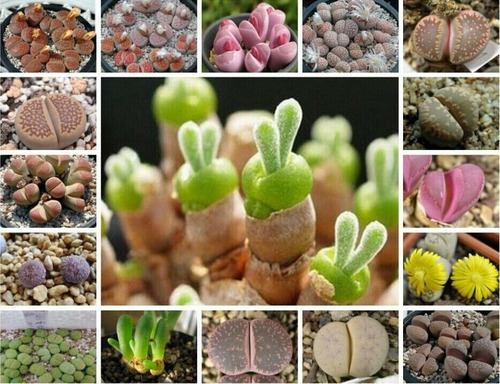 300 Semillas De Suculentas Lithops Mix 