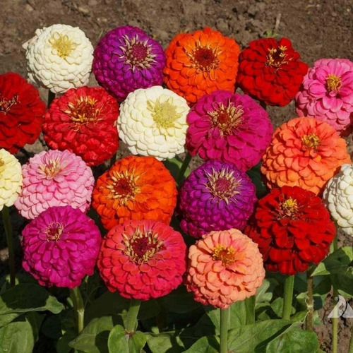 100 Semillas De Zinnia Lilliput