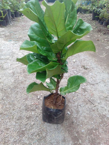 Ficus Pandurata